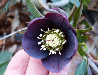 2016-02-13 Helleborus.jpg