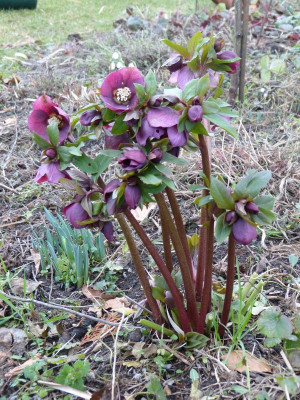 2016-02-13 Helleborus 2.jpg