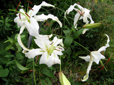Li_WL_speciosumweiss0906.jpg