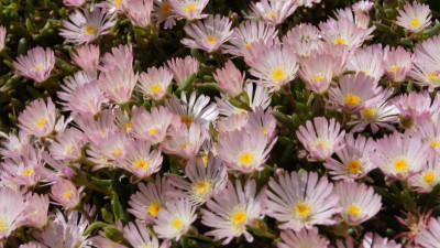 DSC07866.JPG