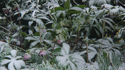 14.2.spring garden.jpg