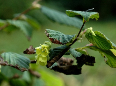Corylopsis-Sep-2006a.jpg
