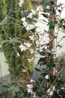 Camellia_rosthorniana-Cupido.16-2.jpg