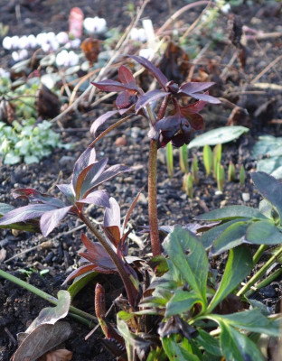 Helleborus-schwarz.16-1.jpg