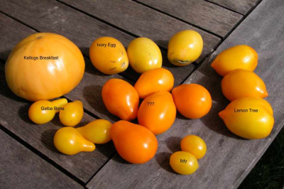 Gelbe_Tomaten_mit_Unbekannter.jpg