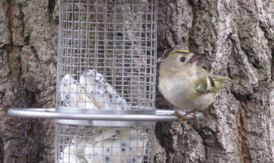 Wintergoldhähnchen 1 160213.jpg