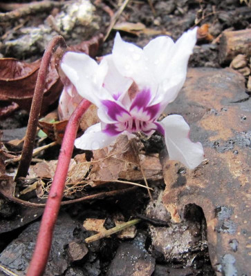 Cyclamen 160216.jpg