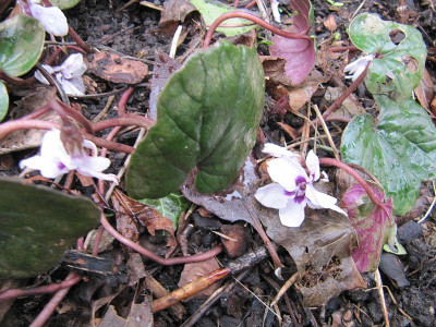 Cyclamen ganz 160216.jpg