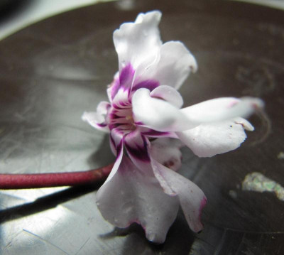 Cyclamen Detail 2 160216.jpg