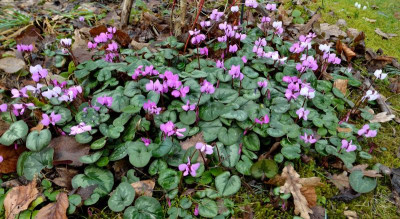 DSC_02894-Cyclamen coum_001.JPG