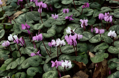 DSC_0286-Cyclamen coum_001.JPG