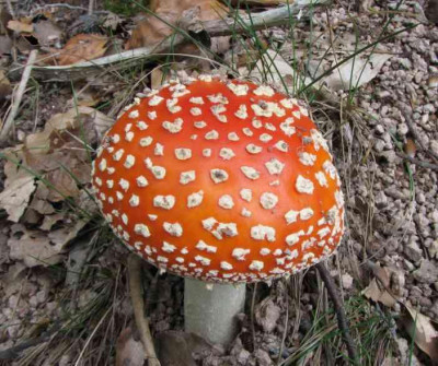 PILZ_MO_0409_II.jpg