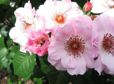 unbekannte__Rosen_von_Kordes.jpg