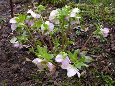 Rosa_mit_Seegang.jpg