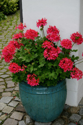 Geranie1507b.jpg