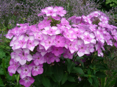 IMGP9713.JPG