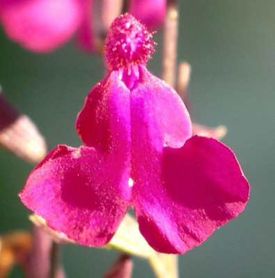 new_Salvia_unbekannt_2006-09-04_002.jpg