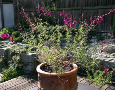 new_Salvia_unbekannt_2006-09-04_001.jpg