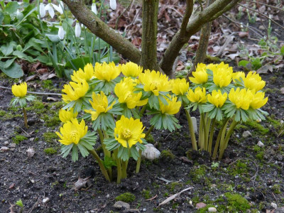 2016-01-30 Eranthis hyemalis 'Euan Bunclark'.jpg