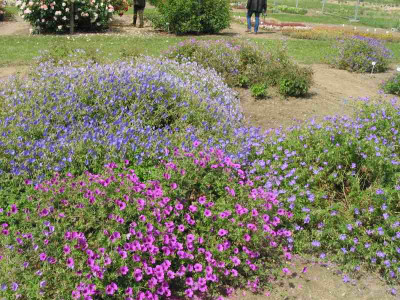 geranium_rabatte_1.jpg