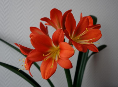 Sämling D1 x Charl's green.jpg