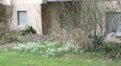 Hausmeisterglöckchen-totale.jpg