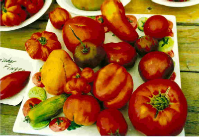 Tomatenfest_5.jpg