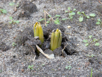 2016-02-13 Eremurus.jpg