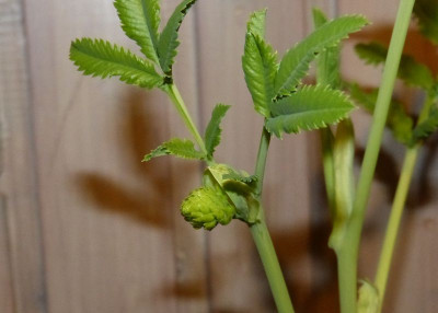 2016-02-16 Melianthus major.jpg