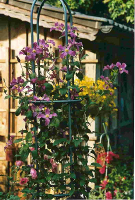Clematis_integrifolia.jpg