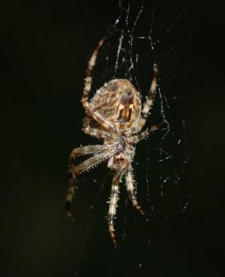 Erna-im-Netz02.jpg