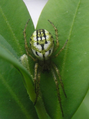 Streifenkreuzspinne-1.jpg