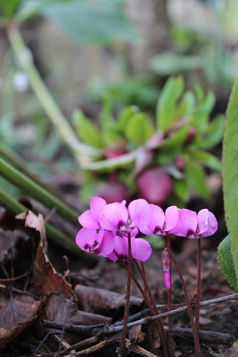 cyclamen c. alter apfelbaum.JPG
