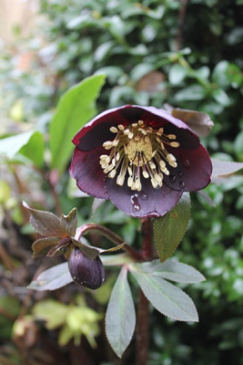 helleborus stade.JPG