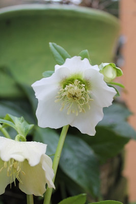 helleborus weißer sämling.JPG