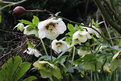 helleborus tiffany.JPG