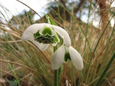 galanthus hippolyta-2012-02-22 032 (3).jpg
