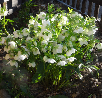 Helleborus.jpg