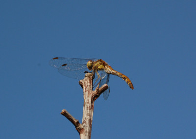 Libelle-unbekannt.jpg