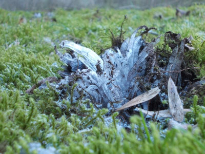 Februar 2016 014.JPG