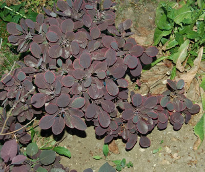Taschentuchbaum_HG_0090_79.jpg