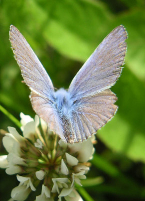 Schmetterling_4.jpg