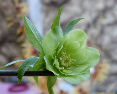 2016-02-18 Helleborus 'Double Green Spotted'.jpg