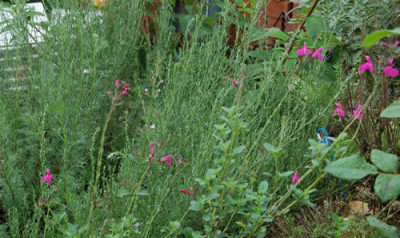 Johannisbeer-Salbei_Pink_Blush_N_0078_73.jpg