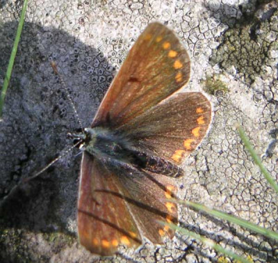 Schmetterling_5.jpg