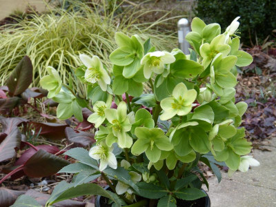 2016-02-19 Helleborus.jpg