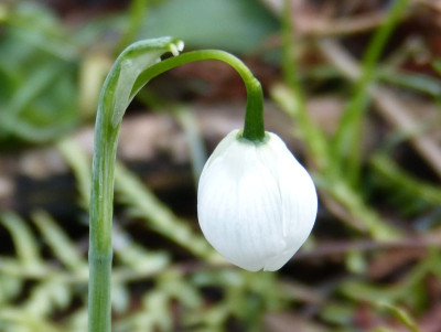 2016-02-19 Galanthus 'Hippolyta' 2.jpg