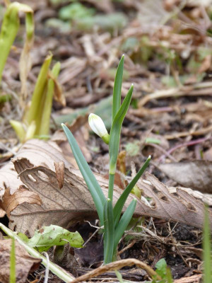 2016-02-19 Galanthus 'Scharlockii'.jpg
