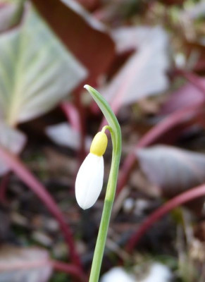 2016-02-19 Galanthus 'Spindlestone Surprise'.jpg