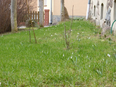 2016-02-19 Vorgarten.jpg